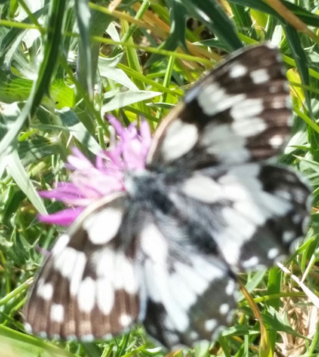 Farfalla Bianca nera